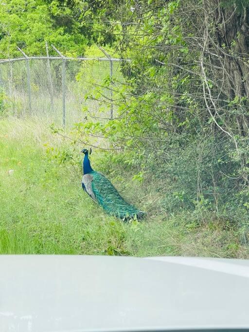 Вілла Bastrop Tiny Disc Golf Retreat Екстер'єр фото
