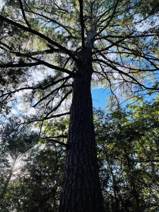 Вілла Bastrop Tiny Disc Golf Retreat Екстер'єр фото